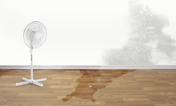 Best Mold removal after water damage  in Avon, IN